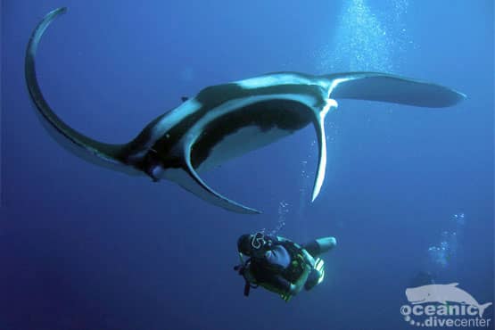 Oceanic Dive Center Kata Beach Scuba Diving