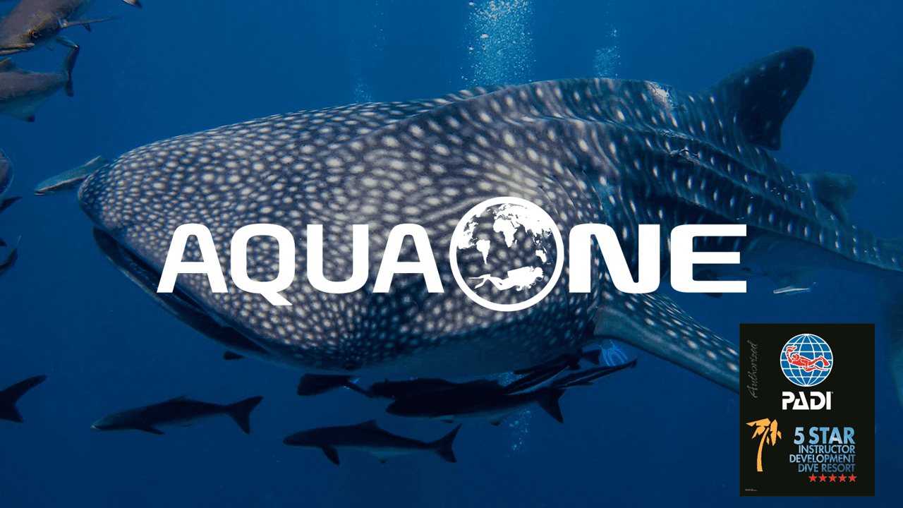 AQUA ONE Dive | PADI 5 Star IDC