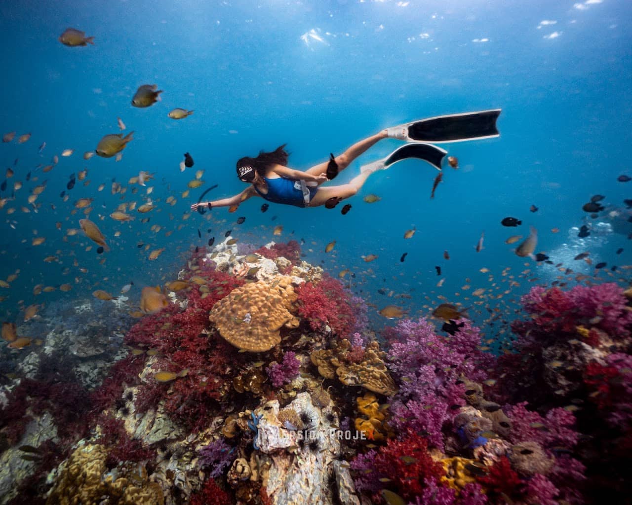 THE DIVE JOURNEY