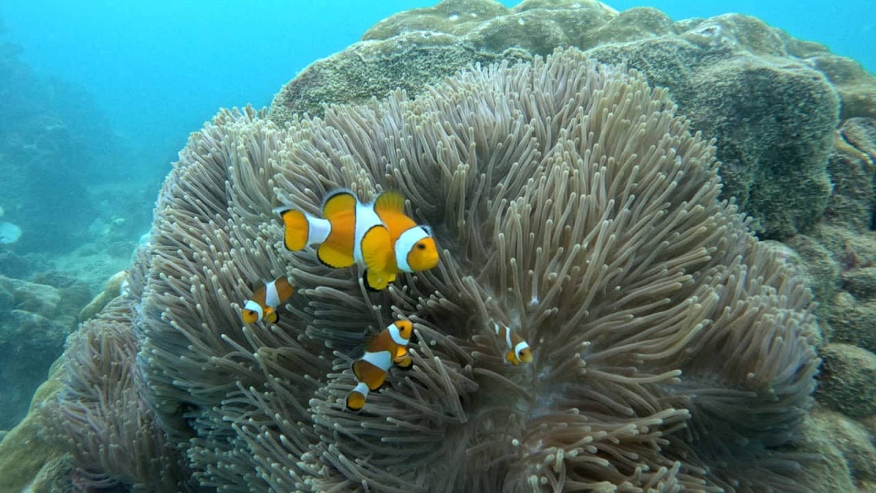 Dives Guru