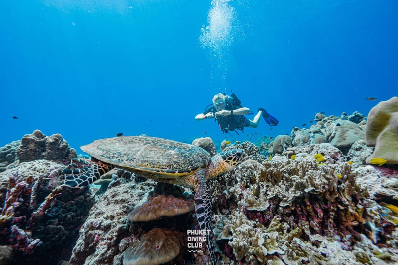 Phuket diving club