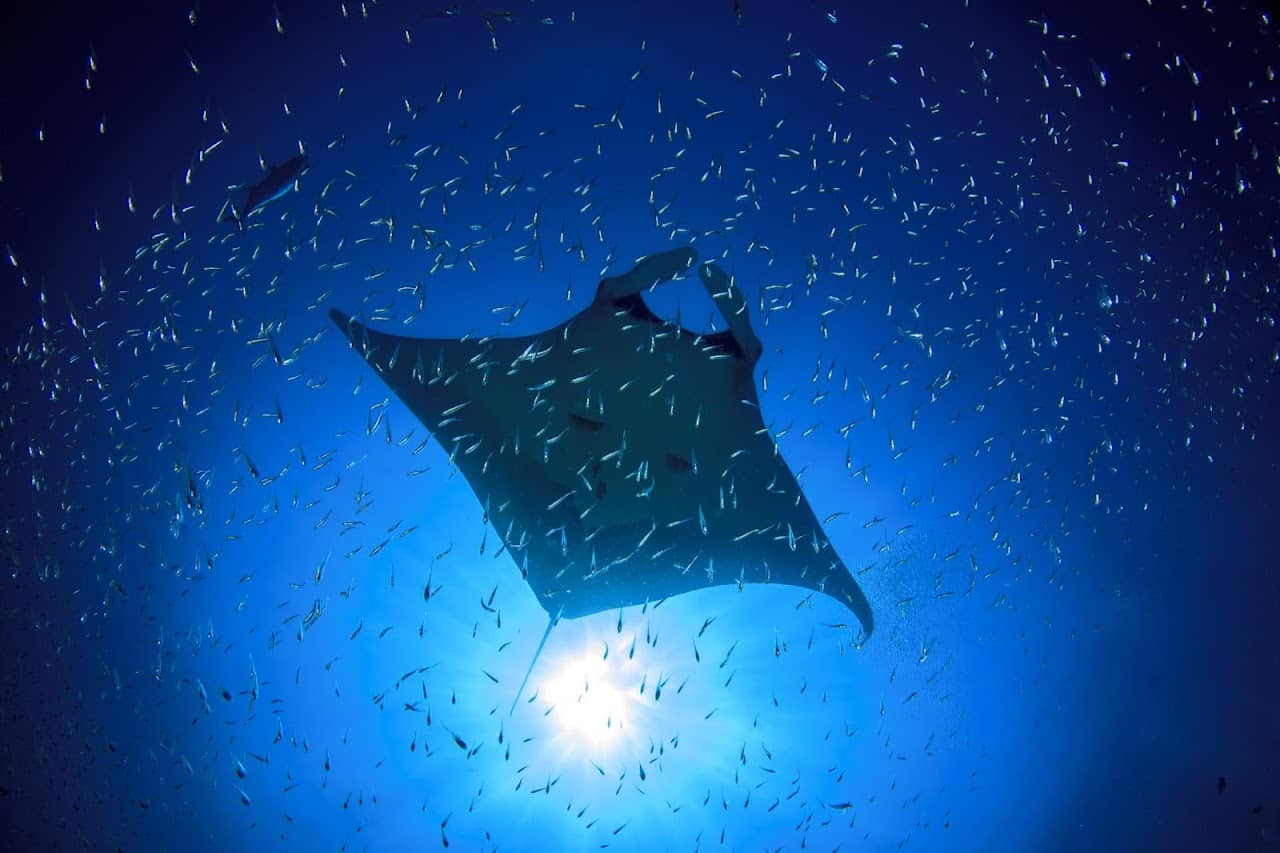Poseidon Diving Club Ltd.,Part.